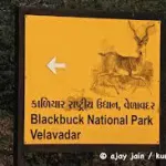 Blackbuck National Park, Velavadar Bhavnagar