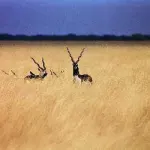 Blackbuck National Park, Velavadar Bhavnagar