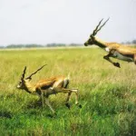 Blackbuck National Park, Velavadar Bhavnagar