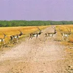 Blackbuck National Park, Velavadar Bhavnagar