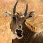 Blackbuck National Park, Velavadar Bhavnagar