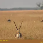 Blackbuck National Park, Velavadar Bhavnagar