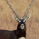 Blackbuck National Park, Velavadar Bhavnagar