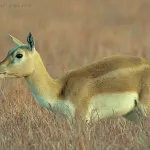Blackbuck National Park, Velavadar Bhavnagar
