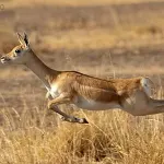 Blackbuck National Park, Velavadar Bhavnagar
