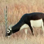 Blackbuck National Park, Velavadar Bhavnagar