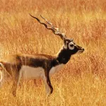 Blackbuck National Park, Velavadar Bhavnagar