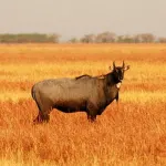 Blackbuck National Park, Velavadar Bhavnagar