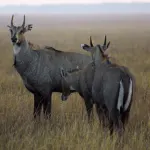 Blackbuck National Park, Velavadar Bhavnagar