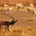 Blackbuck National Park, Velavadar Bhavnagar