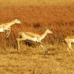 Blackbuck National Park, Velavadar Bhavnagar