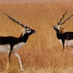 Blackbuck National Park, Velavadar Bhavnagar