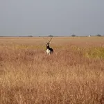 Blackbuck National Park, Velavadar Bhavnagar