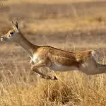 Blackbuck National Park, Velavadar Bhavnagar