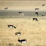 Blackbuck National Park, Velavadar Bhavnagar