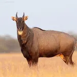 Blackbuck National Park, Velavadar Bhavnagar