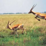 Blackbuck National Park, Velavadar Bhavnagar