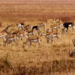 Blackbuck National Park, Velavadar Bhavnagar