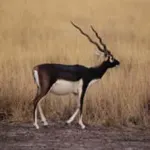 Blackbuck National Park, Velavadar Bhavnagar