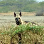 Blackbuck National Park, Velavadar Bhavnagar