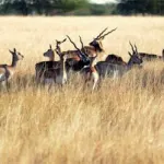 Blackbuck National Park, Velavadar Bhavnagar