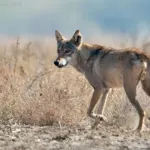 Blackbuck National Park, Velavadar Bhavnagar