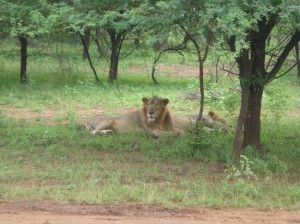 Asiatic Lion at Gir Interpretation Zone, Devalia, Gir Forest National Park