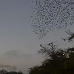 Birds -Jamnagar