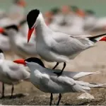 Charakhala Salt Pans area -Jamnagar