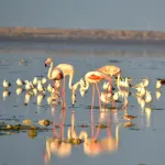 Guest Birds Flamingo at Jamnagar -Jamnagar