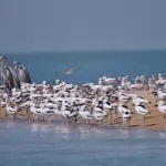 Jamnagar, the bird watchers Paradise