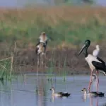 Jamnagar, the bird watchers Paradise