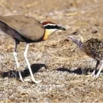 Jamnagar, the bird watchers Paradise