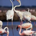 Jamnagar, the bird watchers Paradise