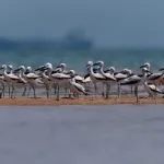 Narara Island -Jamnagar