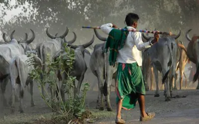 હાલોને જાયેં સોનુંરે વીણવા