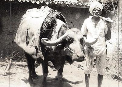 Farmer with his buffellow