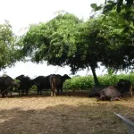 Buffellows at Satadhar Dham