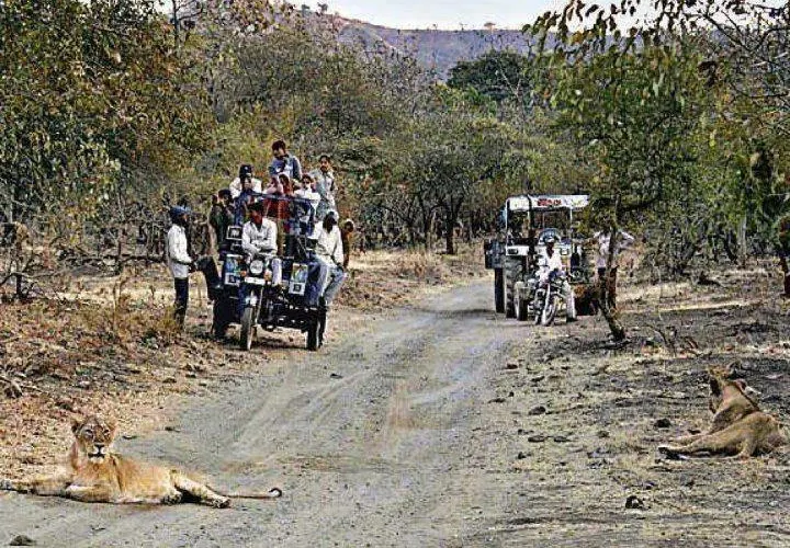 ગીરનો ડાલામથ્થો સાવજ