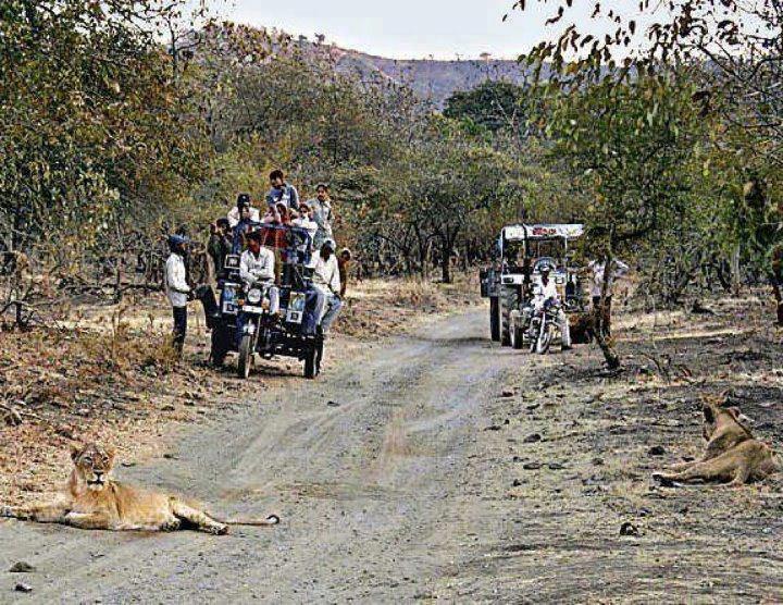 Asiatic lion on road at jungle Sasan Gir