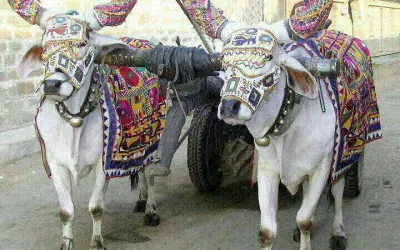 બળદનો શણગાર