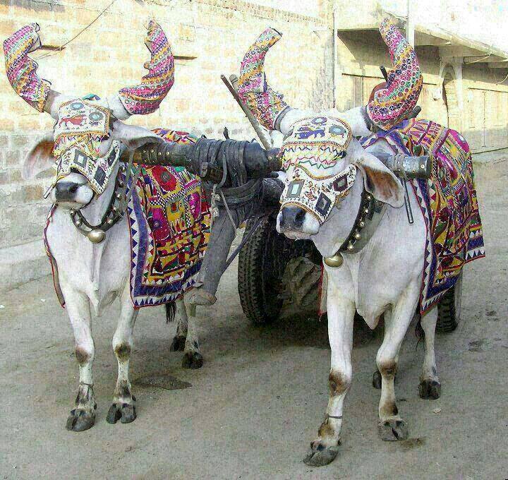 Decorated Bull in Saurashtra
