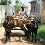 Farmer on Bull Cart