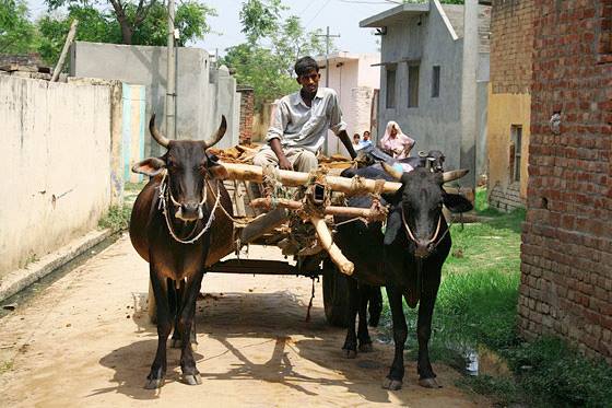 Farmer on Bull Cart