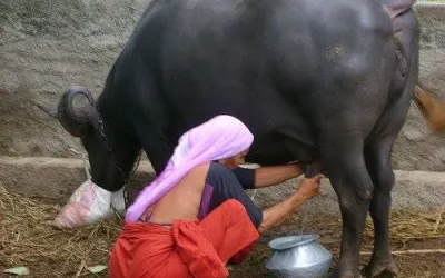 જાફરાબાદી ભેંસ