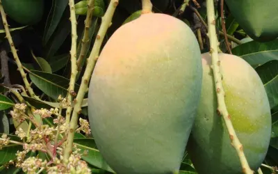 કેસર કેરીનો ઇતિહાસ