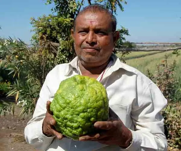 ૫ કિલોનાં લીંબુ