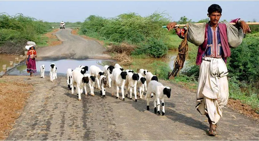 આજ ગીર યાદ આવી