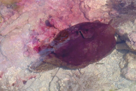 Anaspidea at marine national park pirotan