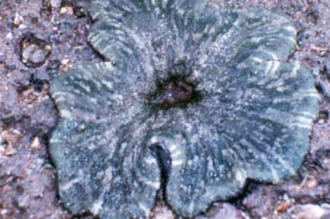 giant carpet anemone at marine national park pirotan
